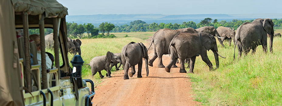 Travellers on a Safari