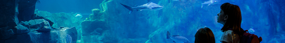 San Diego Destination Guide