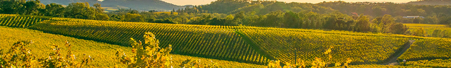 NapaValley Destination Guide